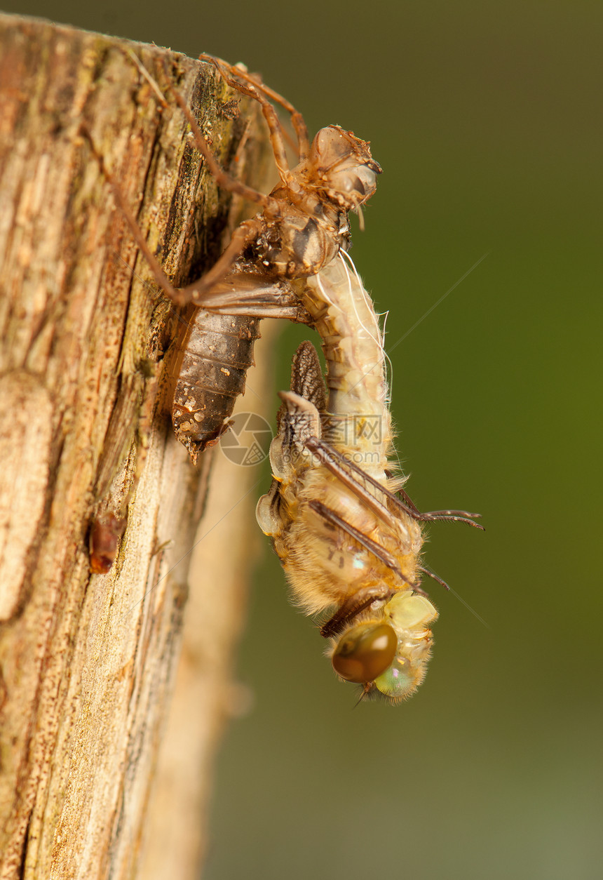 Libellula 四方宏观荒野身体昆虫脆弱性翅膀口器蜻蜓野生动物生活图片