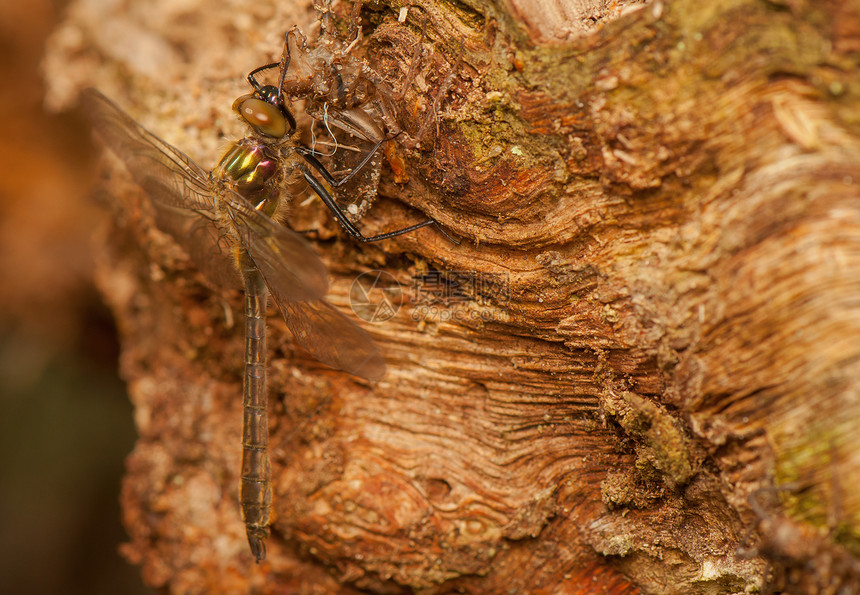 Libellula 四方蜕皮栖息荒野昆虫学脆弱性昆虫宏观身体转型动物图片