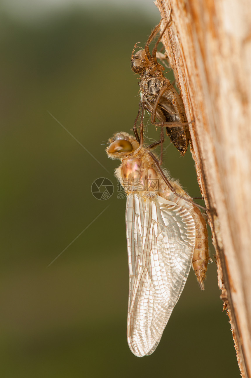 Libellula 四方口器野生动物昆虫学转型身体生活昆虫眼睛宏观成人图片