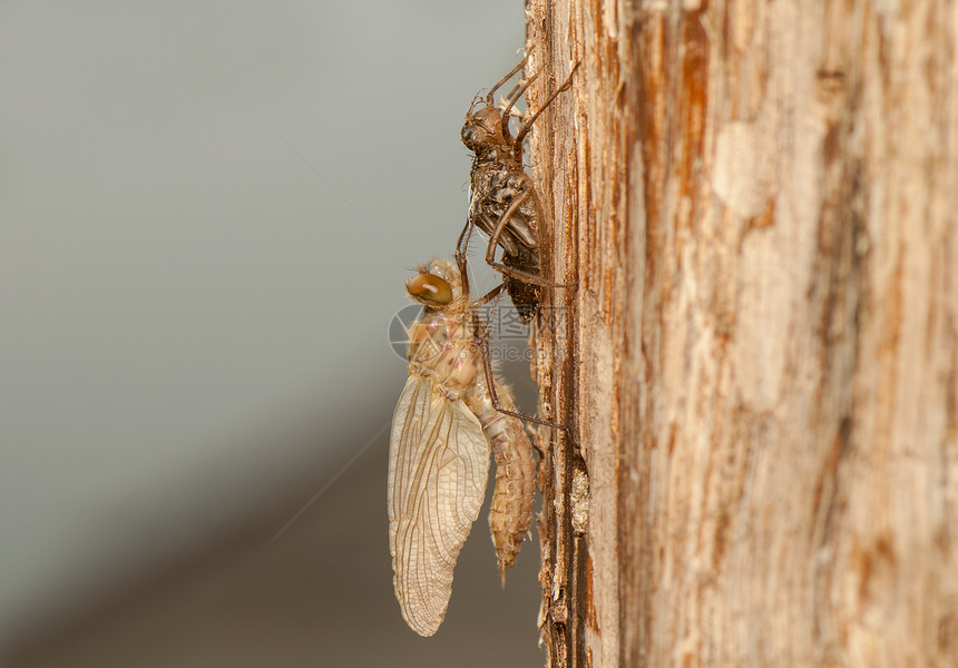 Libellula 四方昆虫栖息蜻蜓口器蜕皮宏观脆弱性动物成人生活图片