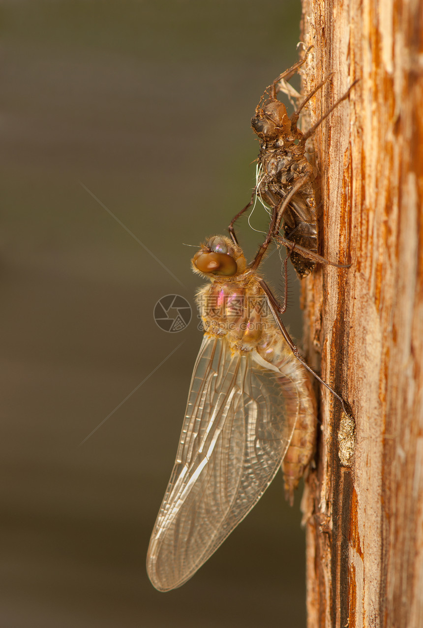 Libellula 四方身体脆弱性转型荒野昆虫学翅膀昆虫生活动物蜕皮图片