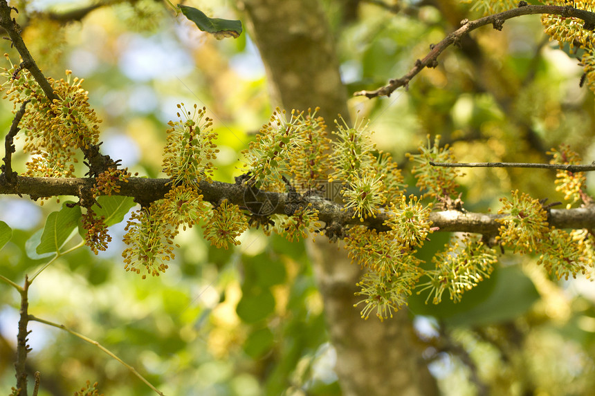 树的花朵豆类植物群味道绿色营养宏观香气图片