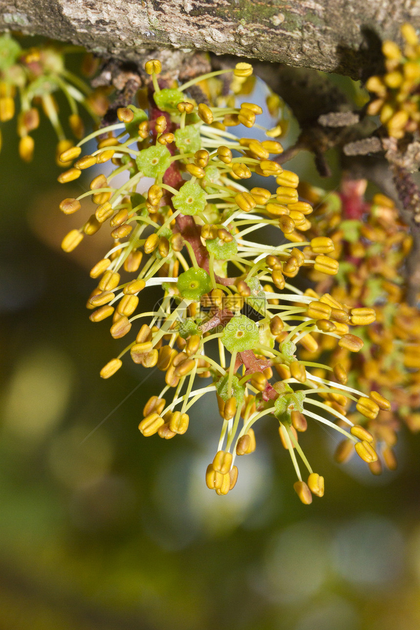 树的花朵植物群味道宏观营养绿色香气豆类图片