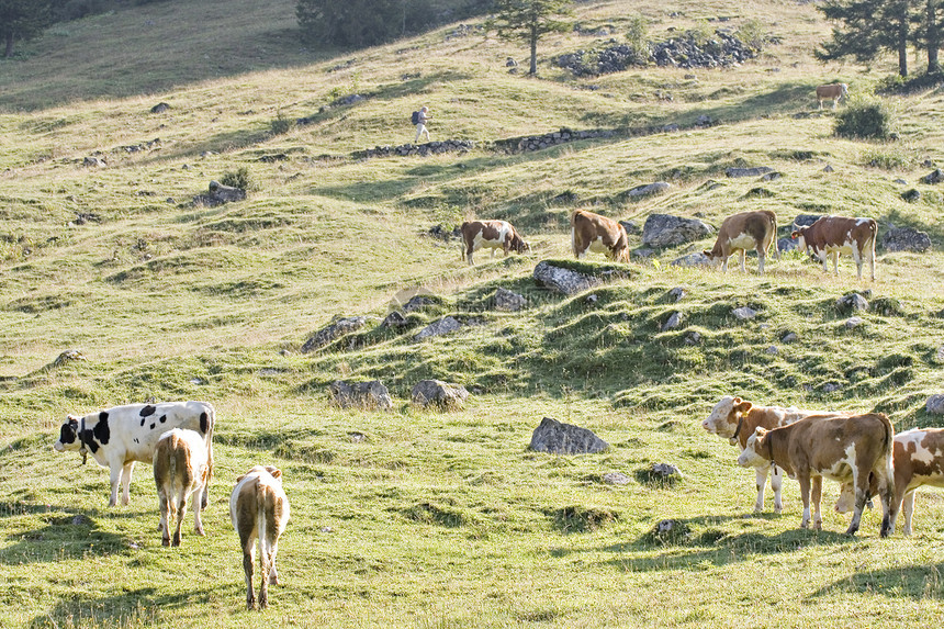 山山牧场农场木头高山旅游生产牛角土地场地山脉草地图片