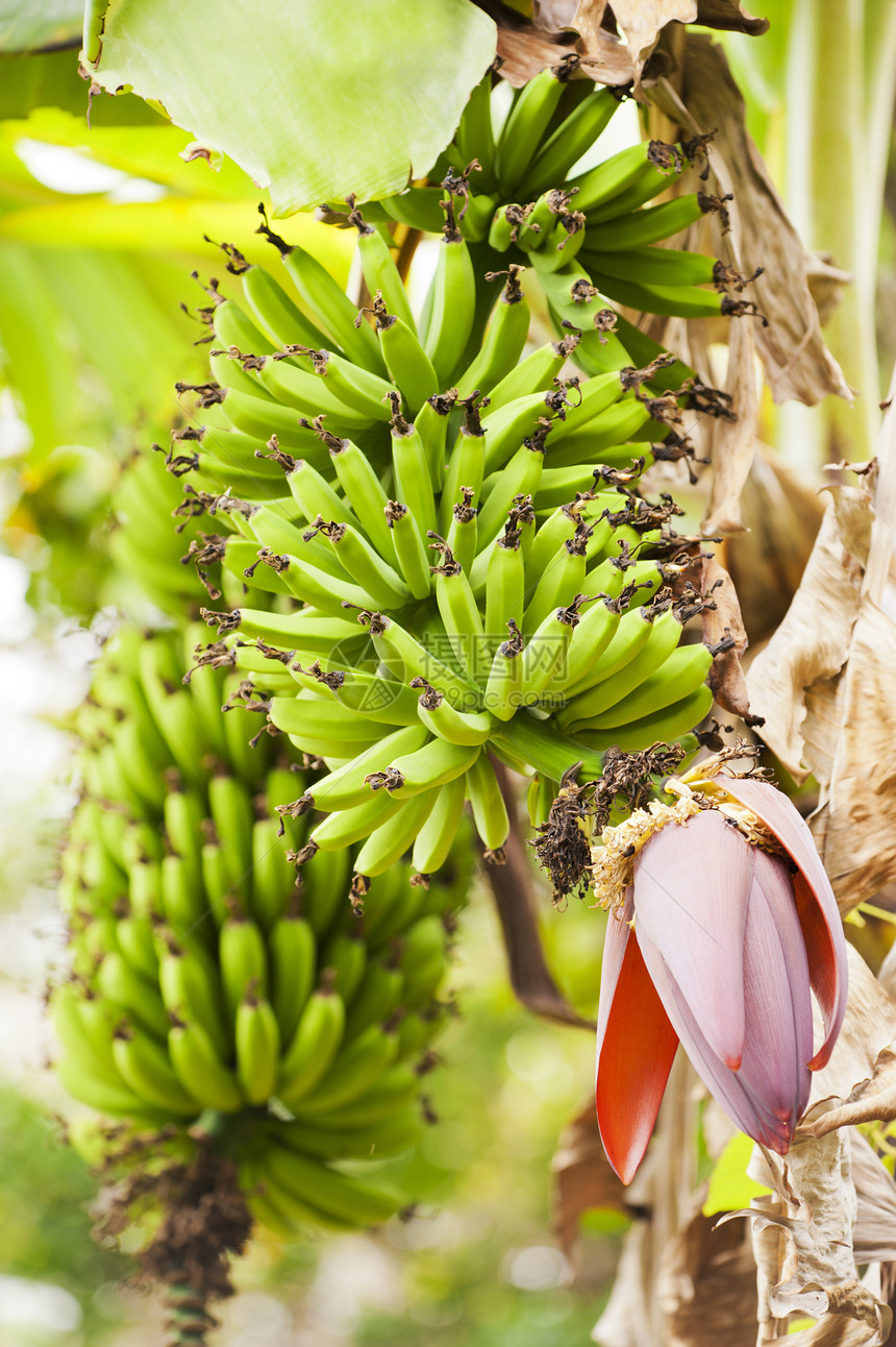 香蕉种植园植物树叶热带绿色企业水果丛林香蕉雨林小吃图片