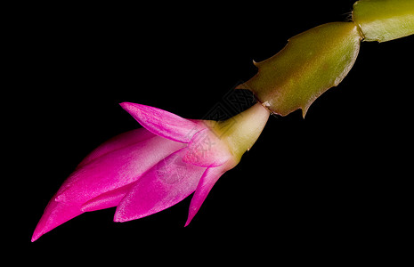 瘤瓣兰圣诞仙人花花瓣美丽肉质季节传统植物群粉色宏观植物学植物背景