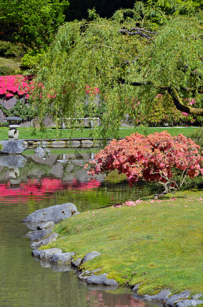 丰富多彩的日本花园柳树反射草地叶子植物园花朵粉色花园公园衬套图片
