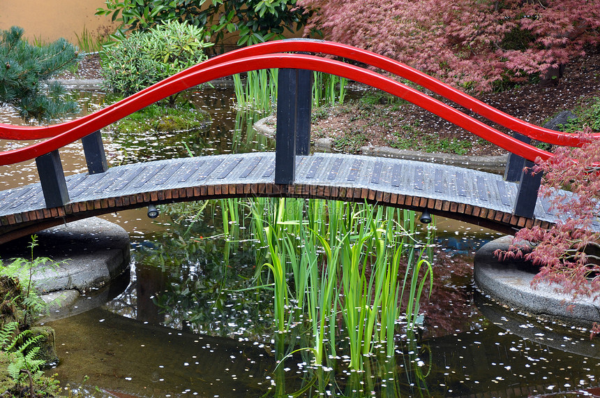 日本花园池途径人行道植被花园叶子树木植物芦苇公园灌木丛图片