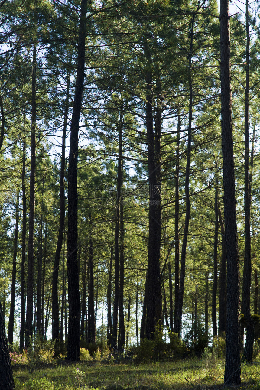 松树针叶环境季节树干木头森林种植园树木生长绿色图片