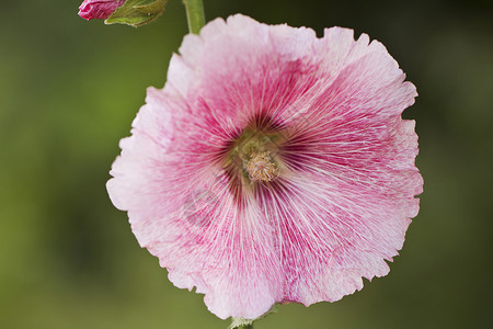 粉红色的植物群自然粉色的高清图片
