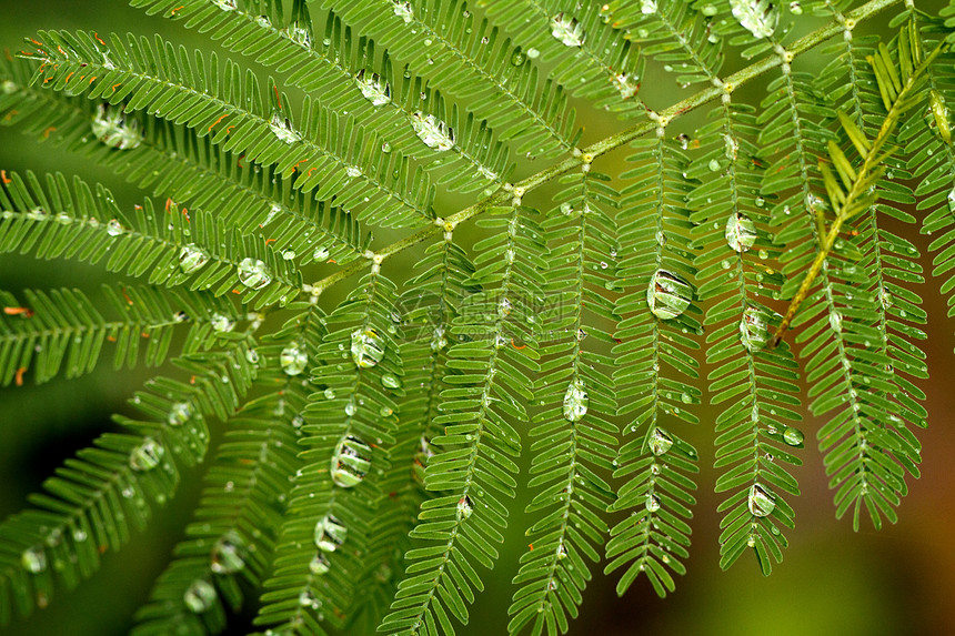 叶子上的水滴树木植物学荒野生长森林气候绿色公园植物图片