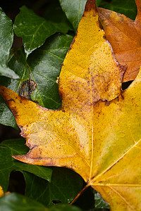 秋叶绿色黄色森林静脉花园宏观公园叶子背景图片