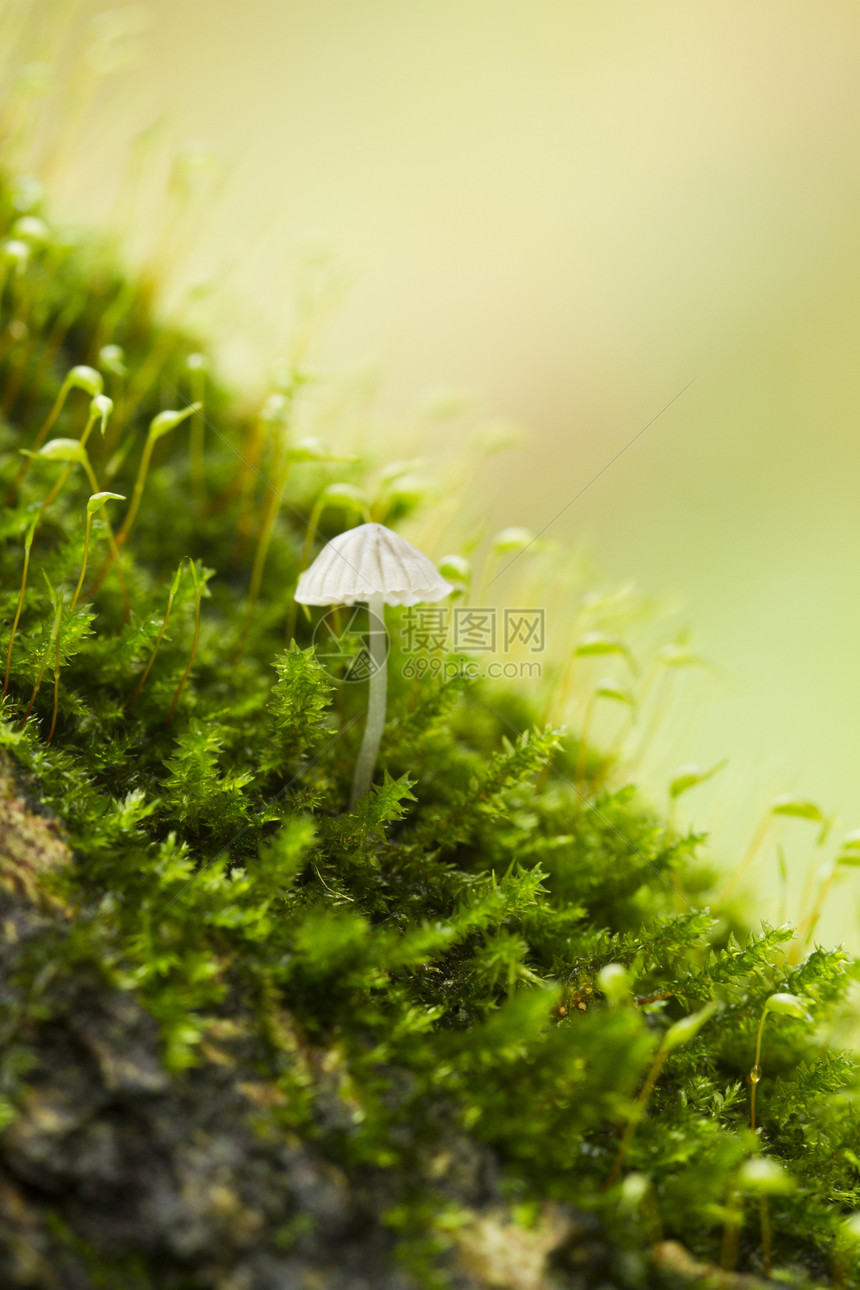 复立密厂美丽湿地环境胶囊头发地面绿色荒野植被植物图片