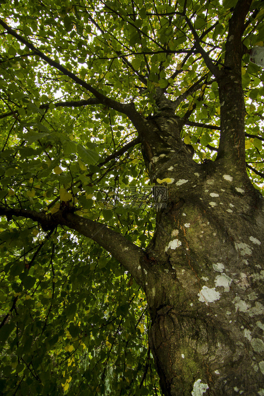 森林中一棵高树的下方景色生长树叶树木树干阴影叶子图片
