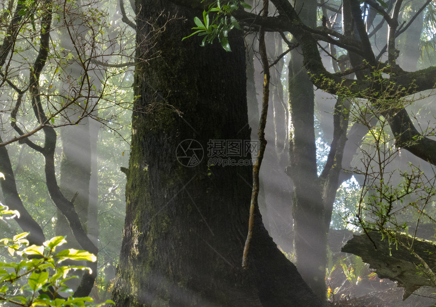 阳光光照光光束穿过稠密热带丛林穿透力太阳光季节树木异国荒野生长植物植被森林图片