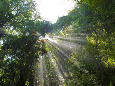 阳光光照光光束穿过稠密热带丛林蕨类太阳树木季节娱乐神话植物叶子晴天情调背景图片