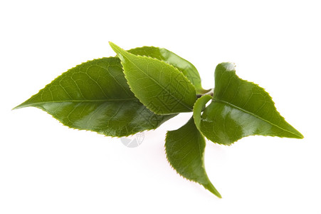 白色背景的清茶叶白纸化绿色对象饮料植物叶子饮食背景图片