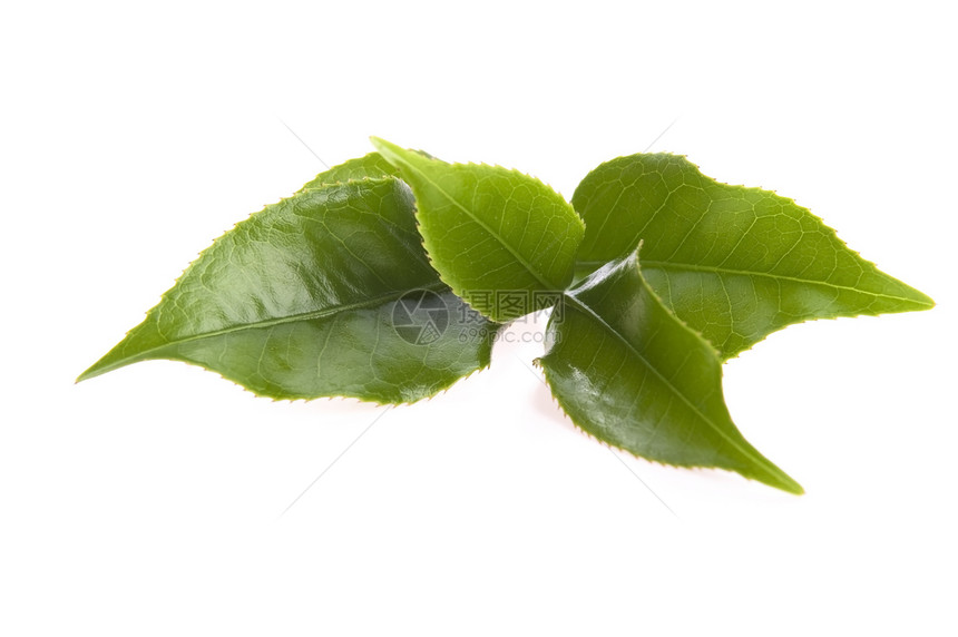 白色背景的清茶叶白纸化绿色叶子饮食植物对象饮料图片