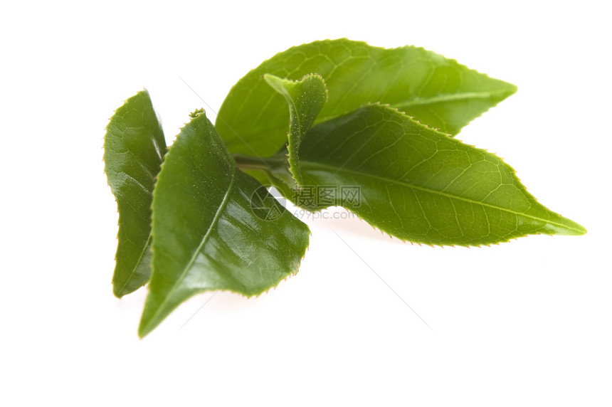 白色背景的清茶叶白纸化植物对象饮料叶子绿色饮食图片