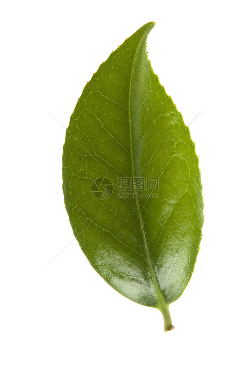 白色背景的清茶叶白纸化叶子绿色植物对象饮料饮食图片