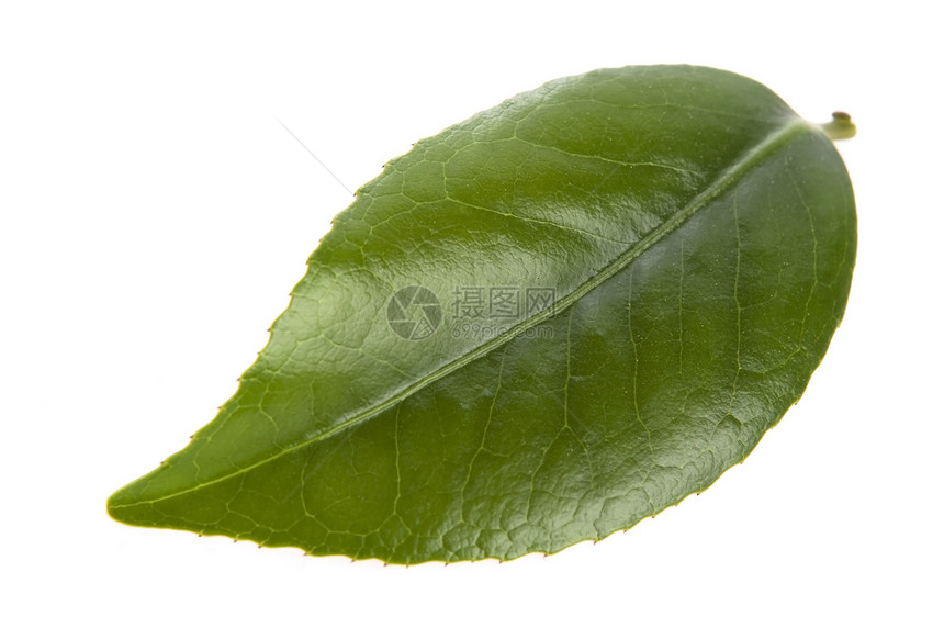 白色背景的清茶叶白纸化叶子饮食绿色植物饮料对象图片