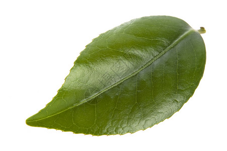 白色背景的清茶叶白纸化叶子饮食绿色植物饮料对象背景图片