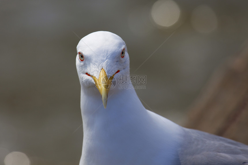 海鸥肖像白色水鸟羽毛灰色支撑翅膀海洋海鸟图片