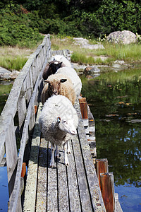 阿羊桥旧桥上的羊羔背景