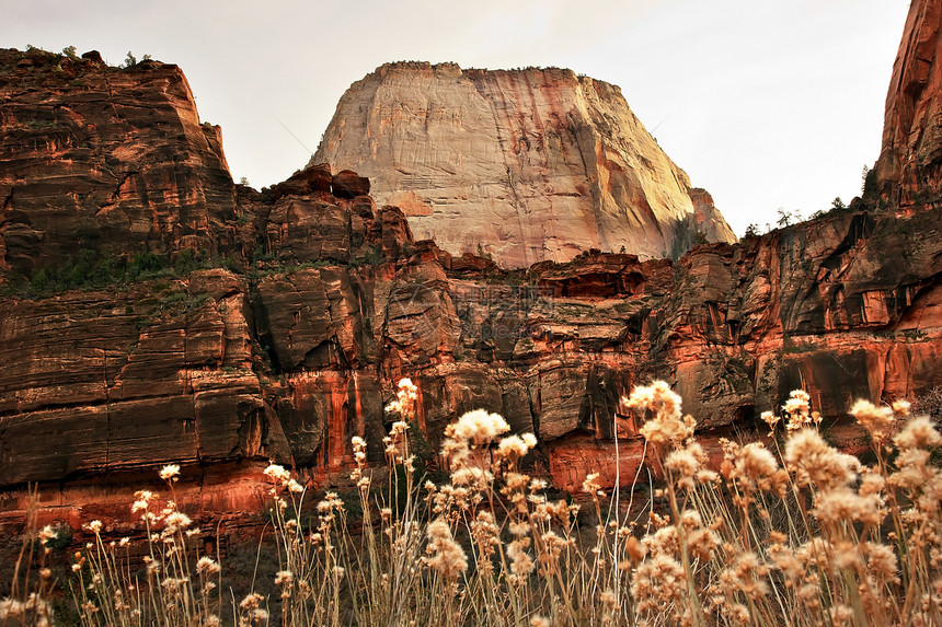 大白宝座红岩墙 锡安峡谷国家公园犹他州岩石首脑砂岩公吨顶峰旅游侵蚀公园国家花朵图片