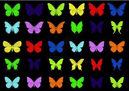 彩色热带蝴蝶矢量天线航班漏洞条纹橙子收藏昆虫黄色翅膀斑点背景图片