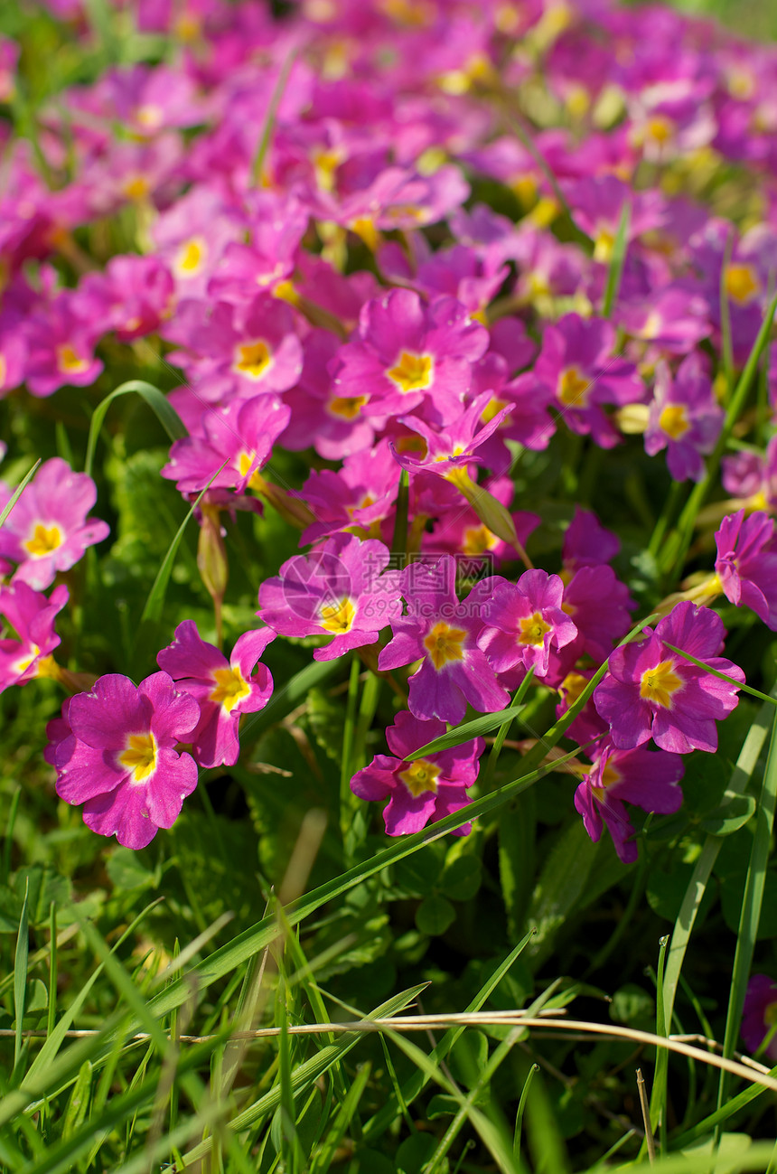 纯质花朵图案粉色背景绿色色彩植物紫色场地红色图片