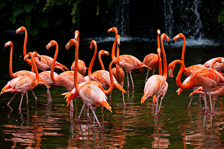 烈鸟游泳圈美洲Flammingo按摩器 橙色火烈鸟粉色动物瀑布大道鸟类荒野池塘野生动物烈鸟日光背景