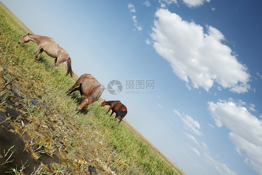 清洁马匹图片