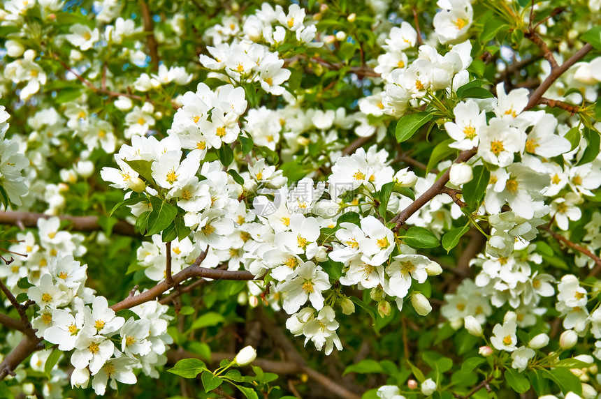 鲜花苹果树花瓣叶子植物学香水果园衬套植物群花序花园季节图片