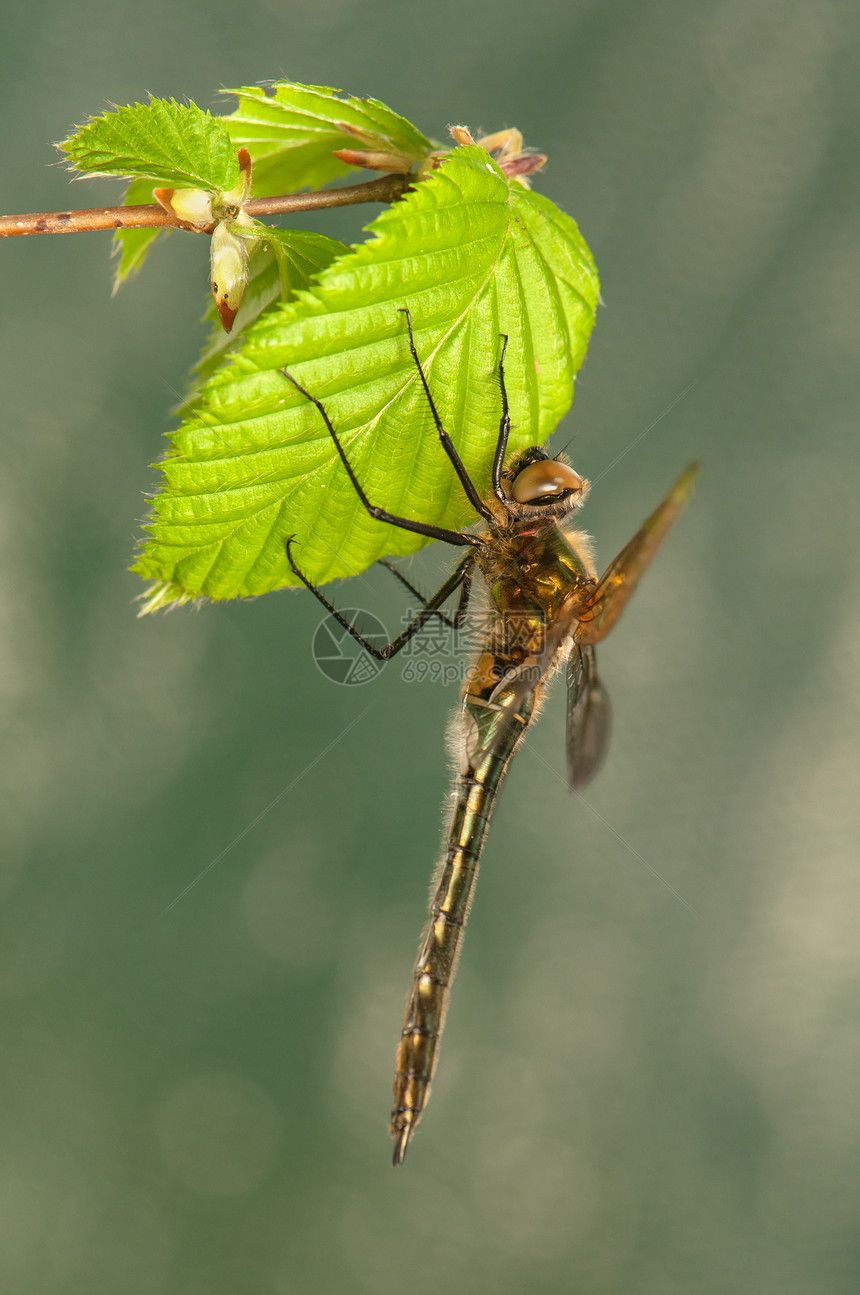 立方体眼睛野生动物脆弱性转型动物翅膀蜻蜓昆虫蜕皮荒野图片