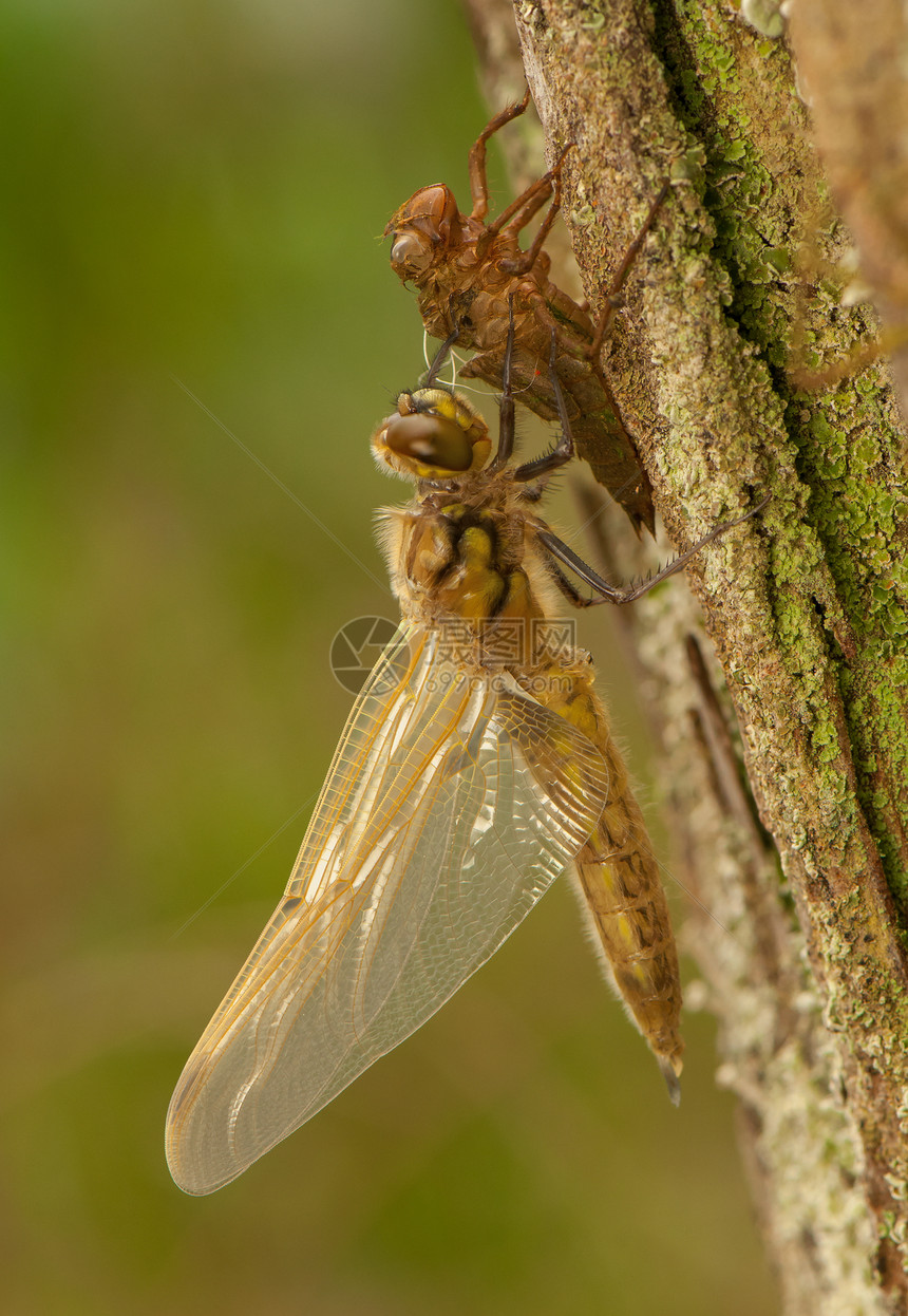 Libellula 四方身体脆弱性口器成人翅膀昆虫学眼睛昆虫蜕皮动物图片