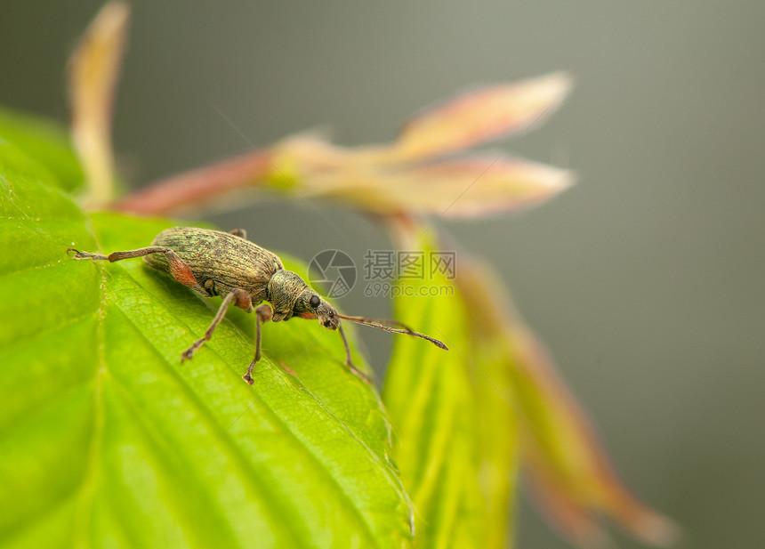 菲洛比乌斯昆虫荒野昆虫学动物鞘翅目动物群甲虫宏观枝条野生动物图片