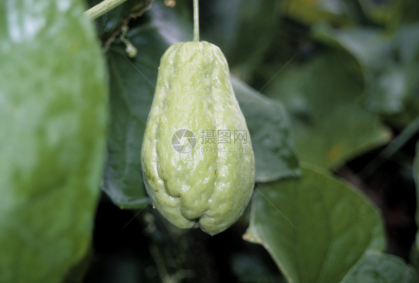 Chayote(爱沙尼亚)图片