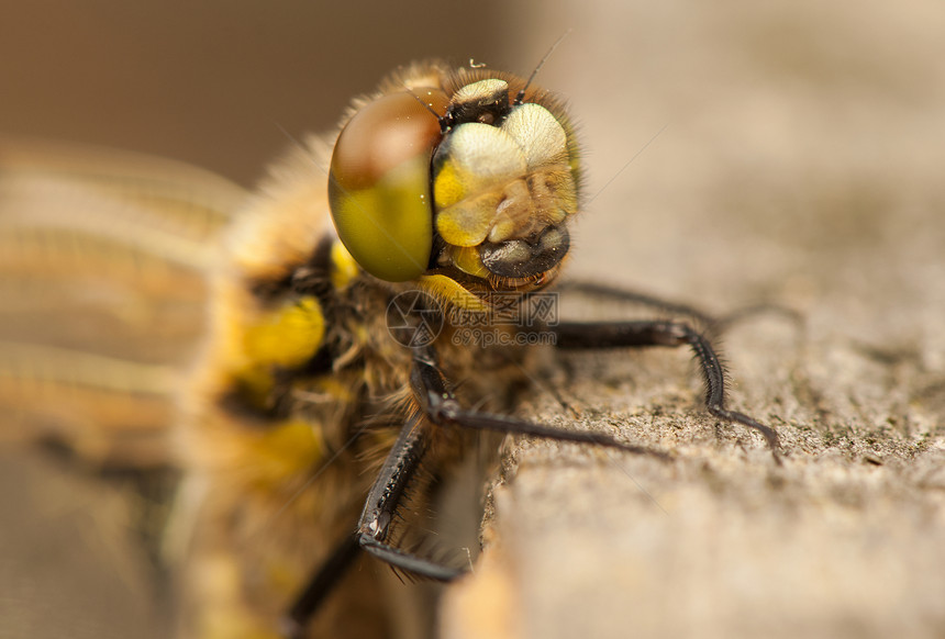 Libellula 四方昆虫野生动物宏观蜻蜓蜕皮脆弱性昆虫学身体栖息动物图片