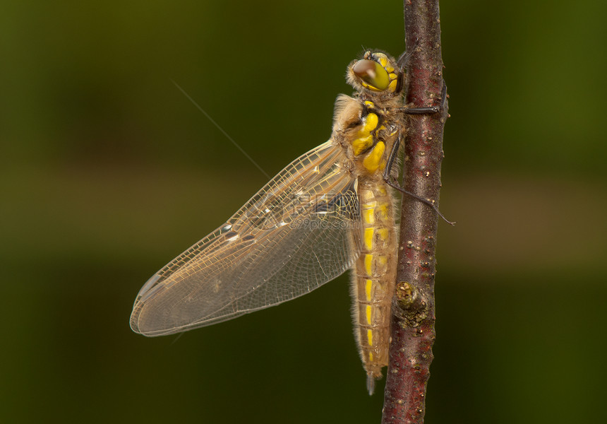 Libellula 四方转型野生动物眼睛宏观蜕皮身体蜻蜓生活栖息动物图片