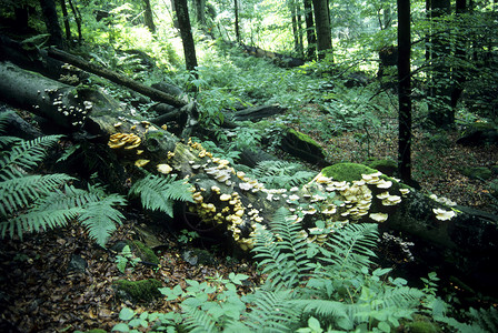 巴伐利亚的原始森林处女菌类树干蕨类森林山毛榉木头背景图片