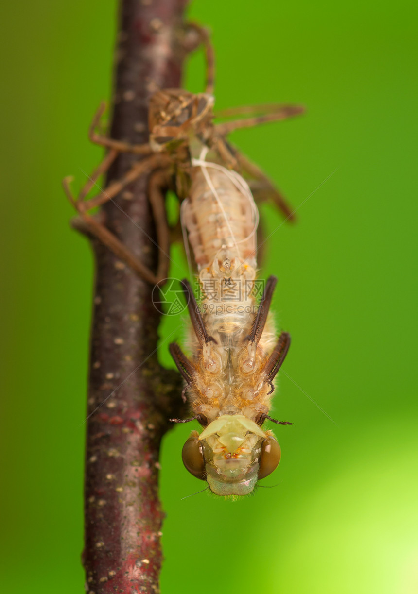 Libellula 四方动物脆弱性昆虫学眼睛宏观栖息荒野身体口器昆虫图片