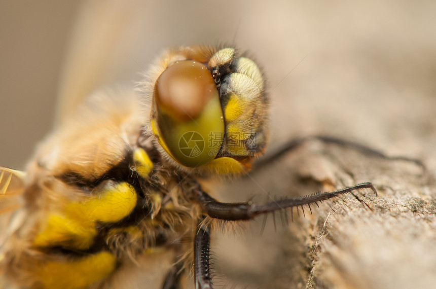 Libellula 四方转型蜕皮荒野昆虫野生动物口器生活动物眼睛身体图片