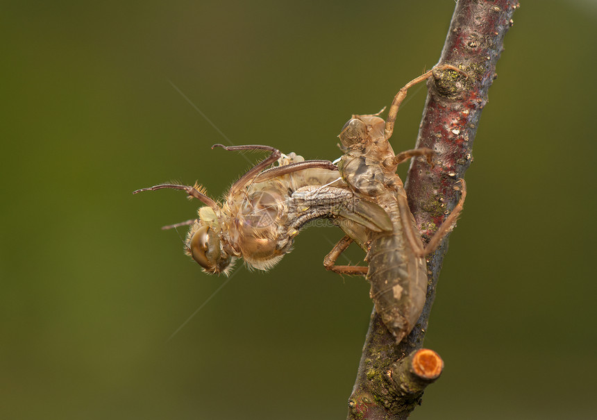 Libellula 四方成人栖息转型野生动物眼睛蜕皮昆虫昆虫学身体口器图片