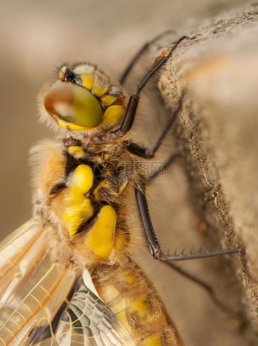 Libellula 四方蜻蜓栖息野生动物蜕皮身体成人转型宏观脆弱性翅膀图片