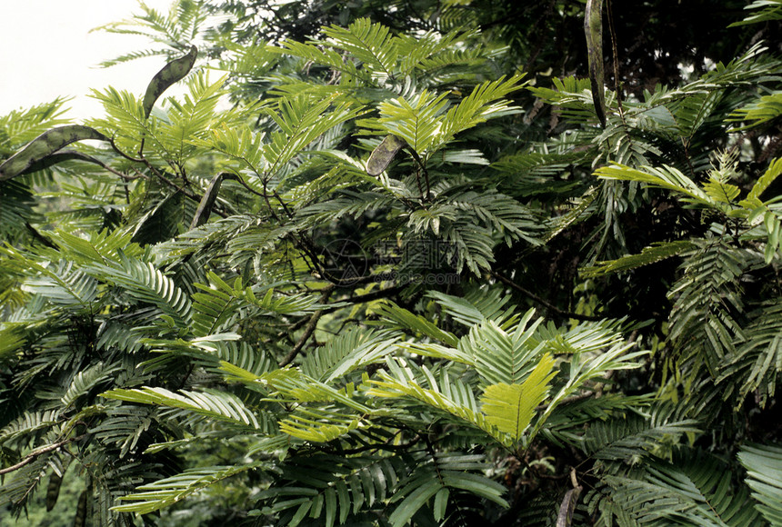 野树绿色树叶森林热带木头植物荒野图片