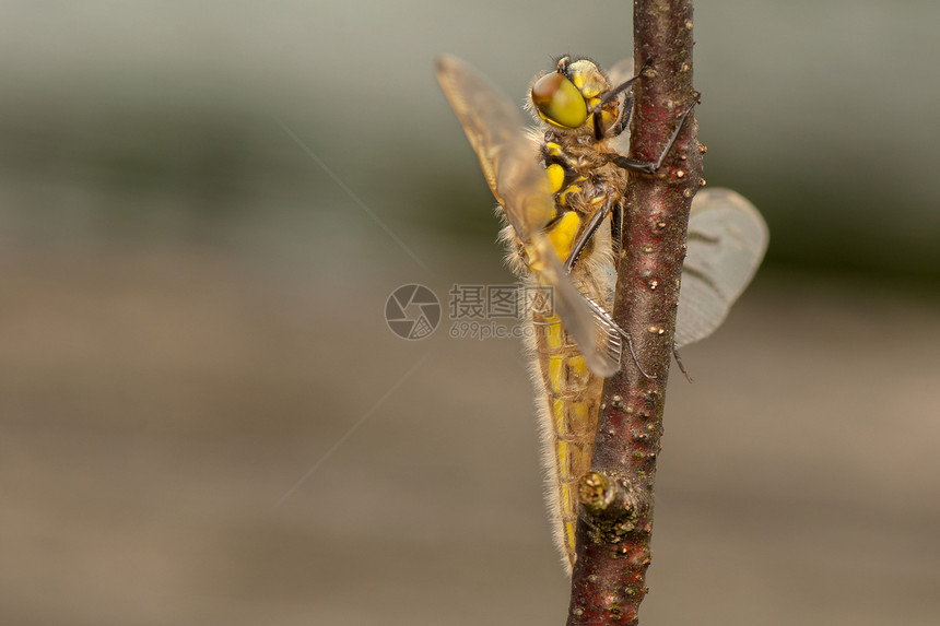 Libellula 四方动物身体转型昆虫口器蜕皮眼睛蜻蜓栖息宏观图片