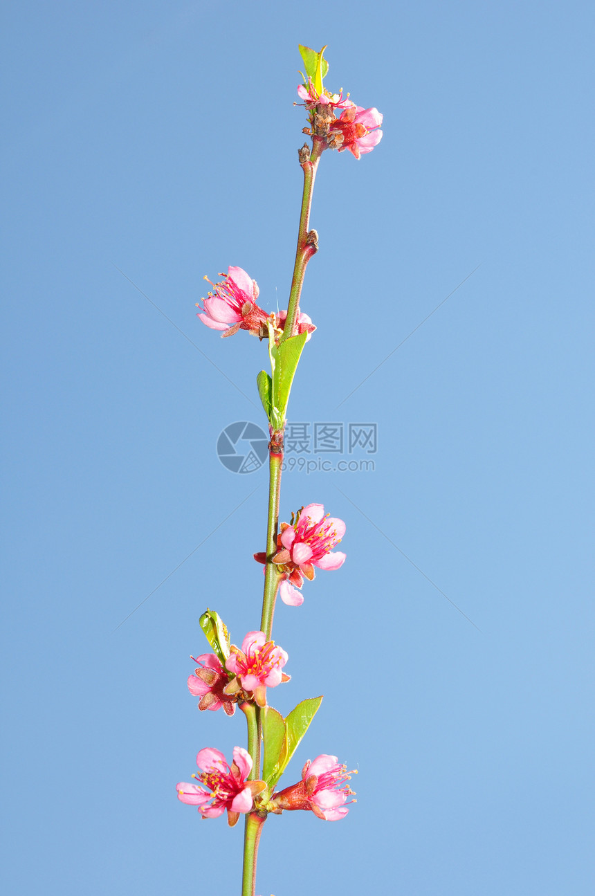 桃花紫色植物群枝条粉色植物花朵蓝色天空花园图片