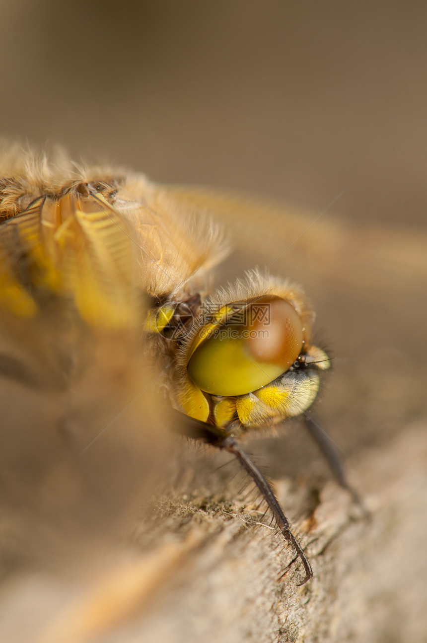 Libellula 四方生活宏观口器栖息翅膀转型脆弱性荒野昆虫成人图片