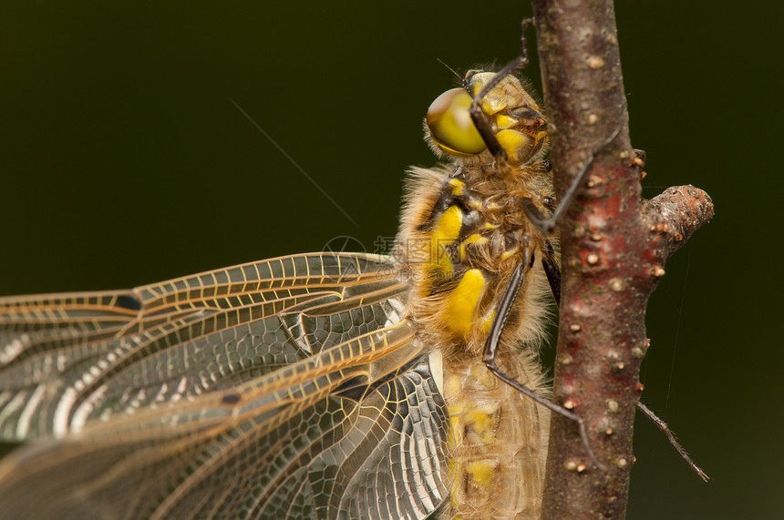 Libellula 四方生活蜕皮转型眼睛成人野生动物动物口器栖息昆虫图片